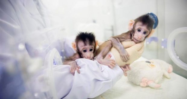 Los macacos clonados Zhong Zhong y Hua Hua
