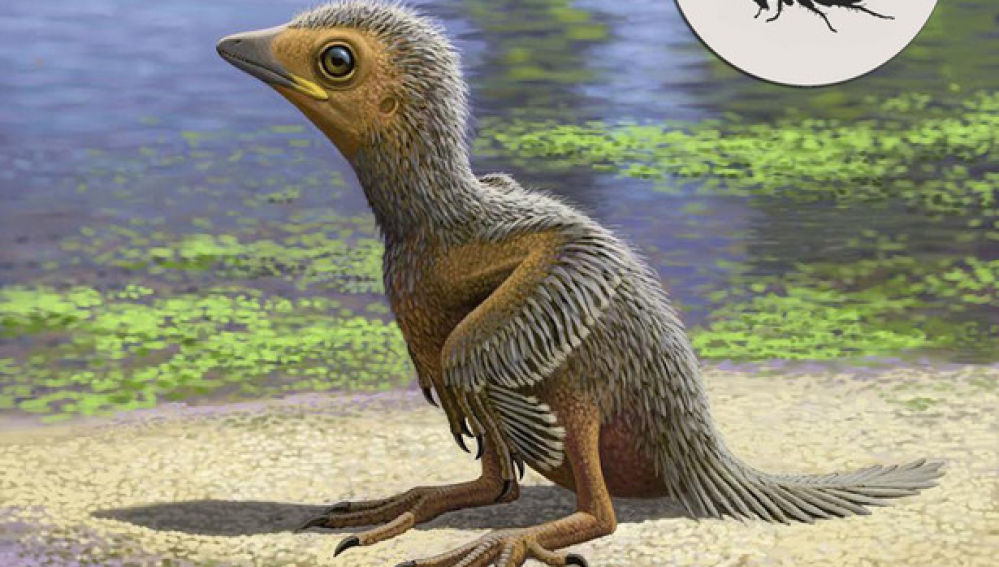 Representación del polluelo Representación del polluelo