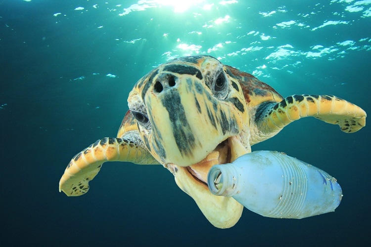 Una tortuga y una botella de plástico en el mar