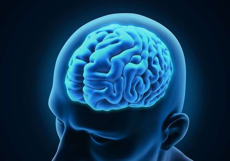 Investigadores descifran la causa del crecimiento del cerebro humano Investigadores descifran la causa del crecimiento del cerebro humano