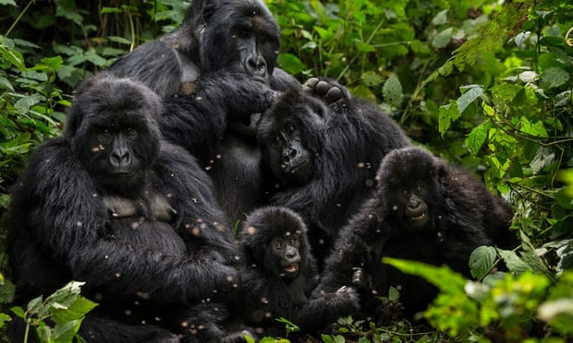 El Congo paraliza exportación de simios amenazados a China