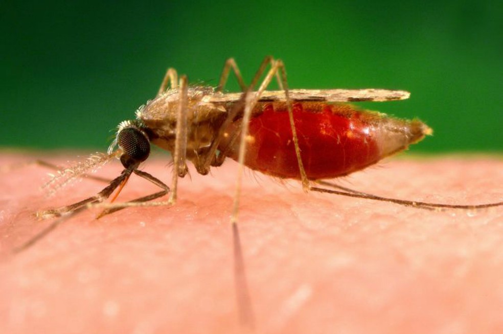 Los mosquitos Anopheles hembra son los responsables de transmitir el parásito que causa la malaria.