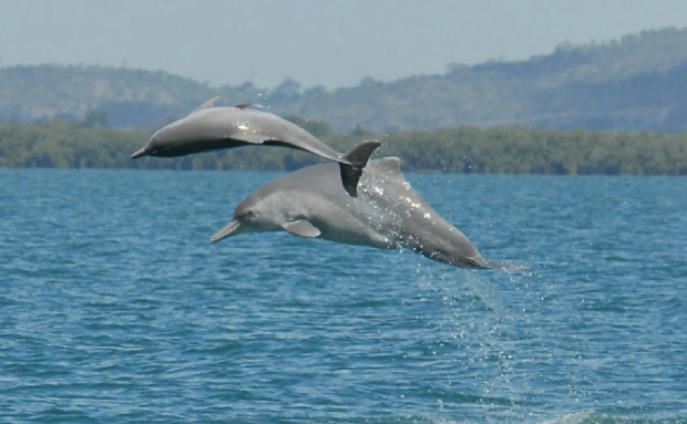 Descubren nueva especie de delfín jorobado en Australia