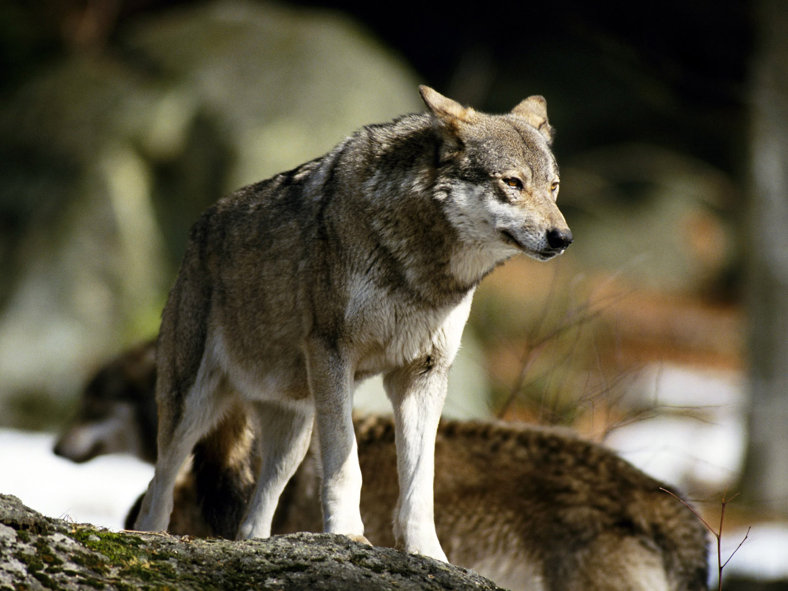 Un lobo