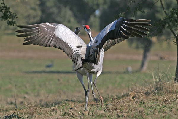 Una grulla