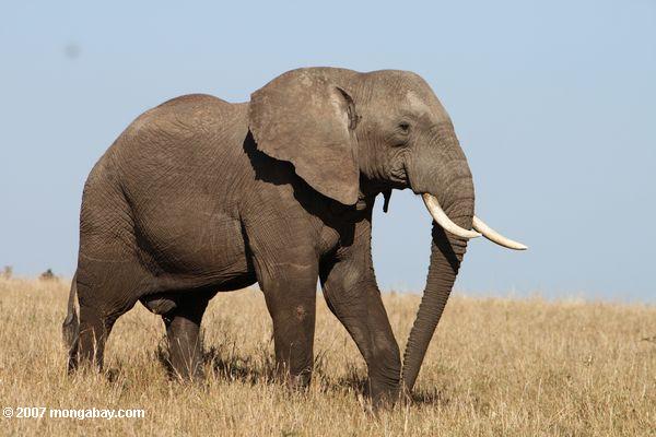 Un elefante africano