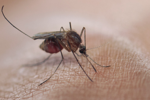 Malaria: la lucha avanza, pero la erradicación aún está lejos, dice OMS