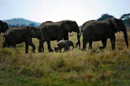 Tanzania detecta un gran aumento de la caza furtiva de elefantes en dos últimos meses