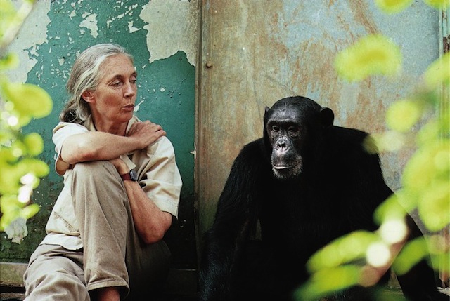 Jane Goodall con un gorila