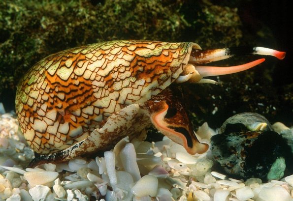 El veneno del cono marino, un potente y prometedor analgésico