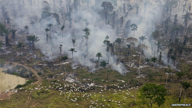 Brasil captura a ocho miembros de la mayor banda deforestadora de la Amazonía