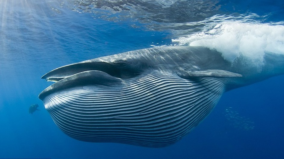 Una ballena con la boca llena de peces