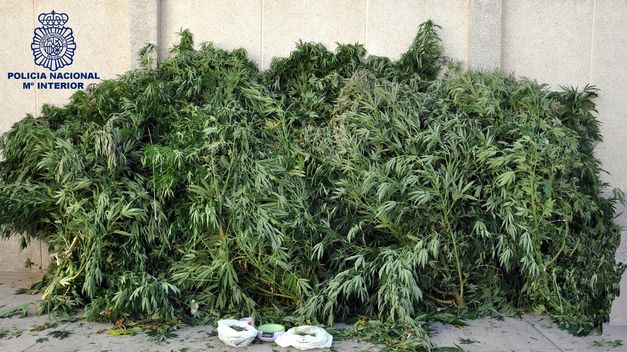 Plantas de marihuana incautadas por la policía en España
