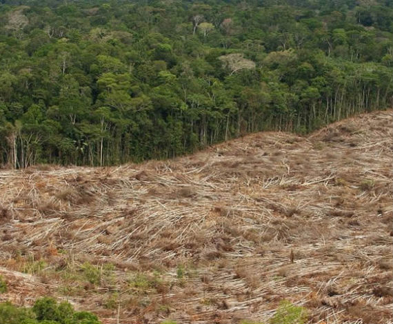 Greenpeace denuncia la exportación ilegal de madera a Europa