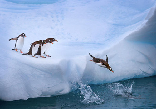 Pingüinos en el Antártico