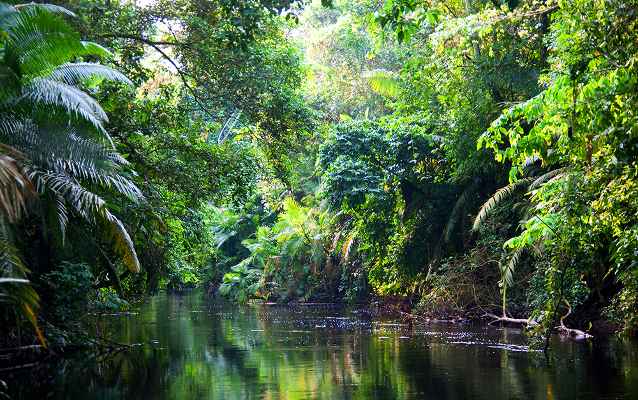 La reserva natural amazónica del Yasuní