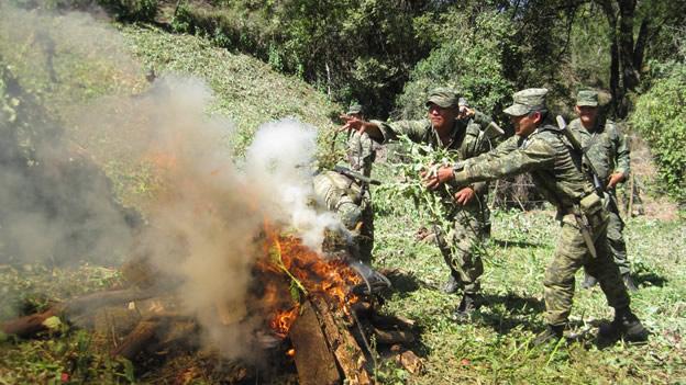 Militares quemando drogas