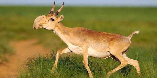 Antílope saiga