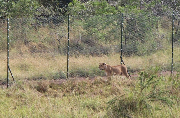 Uno de los leones reintroducidos en Ruanda