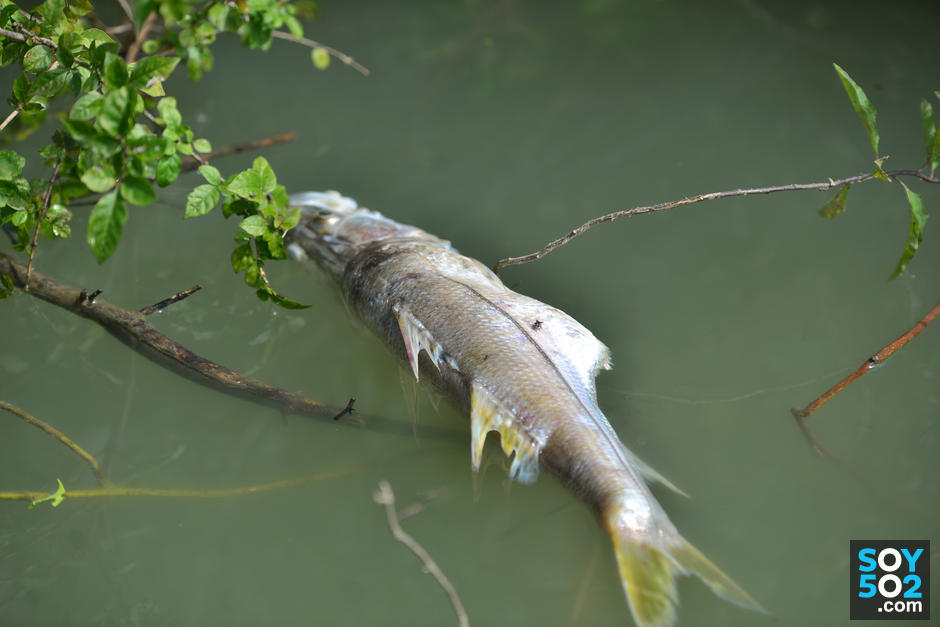 ONU lamenta desastre por contaminación de río en Guatemala