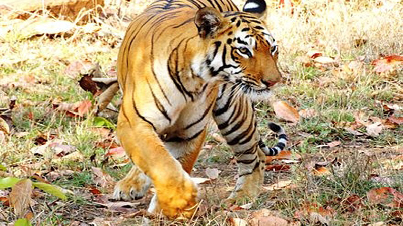 Un tigre de Bengala Un tigre de Bengala