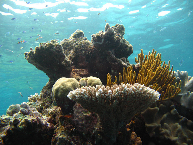 Justicia australiana frena proyecto minero indio en Gran Barrera de Coral