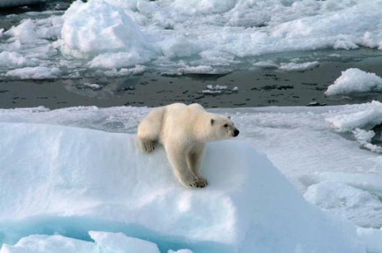 En el Ártico noruego, los animales se enfrentan al calentamiento global