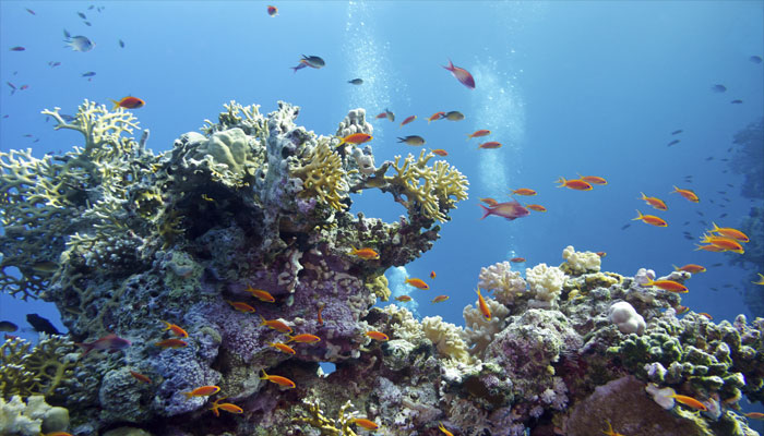 Científicos advierten contra el daño que puede causar El Niño en corales