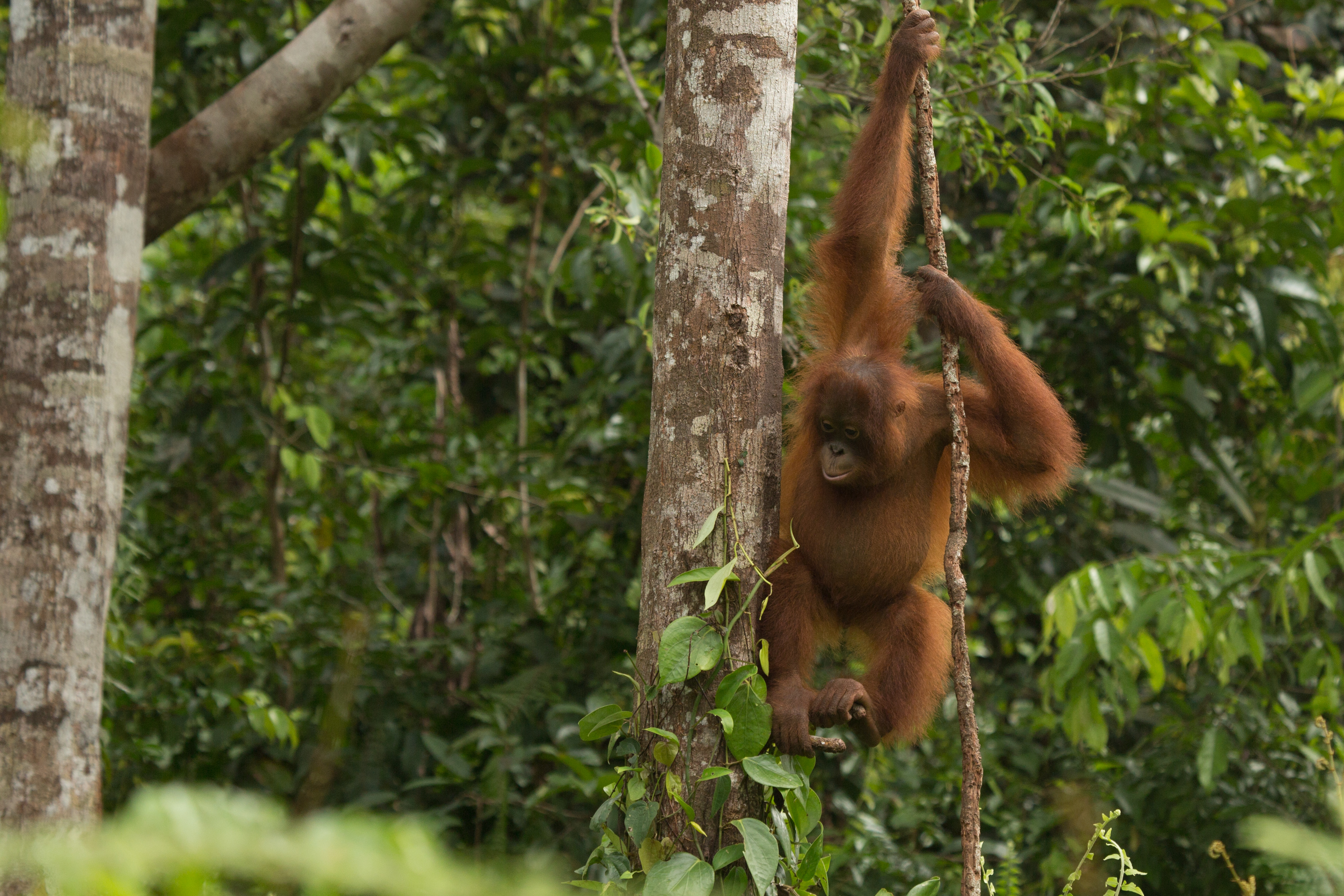 Un orangután