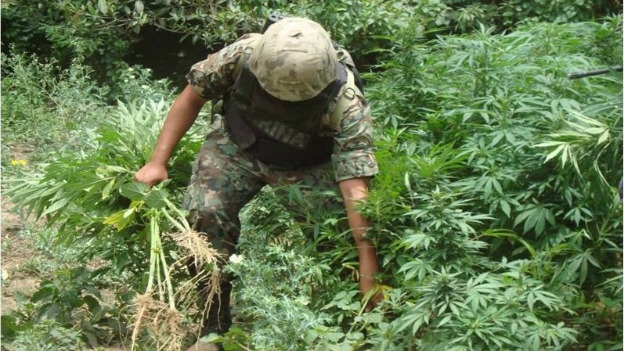 Un militar mexicano arranca marihuana