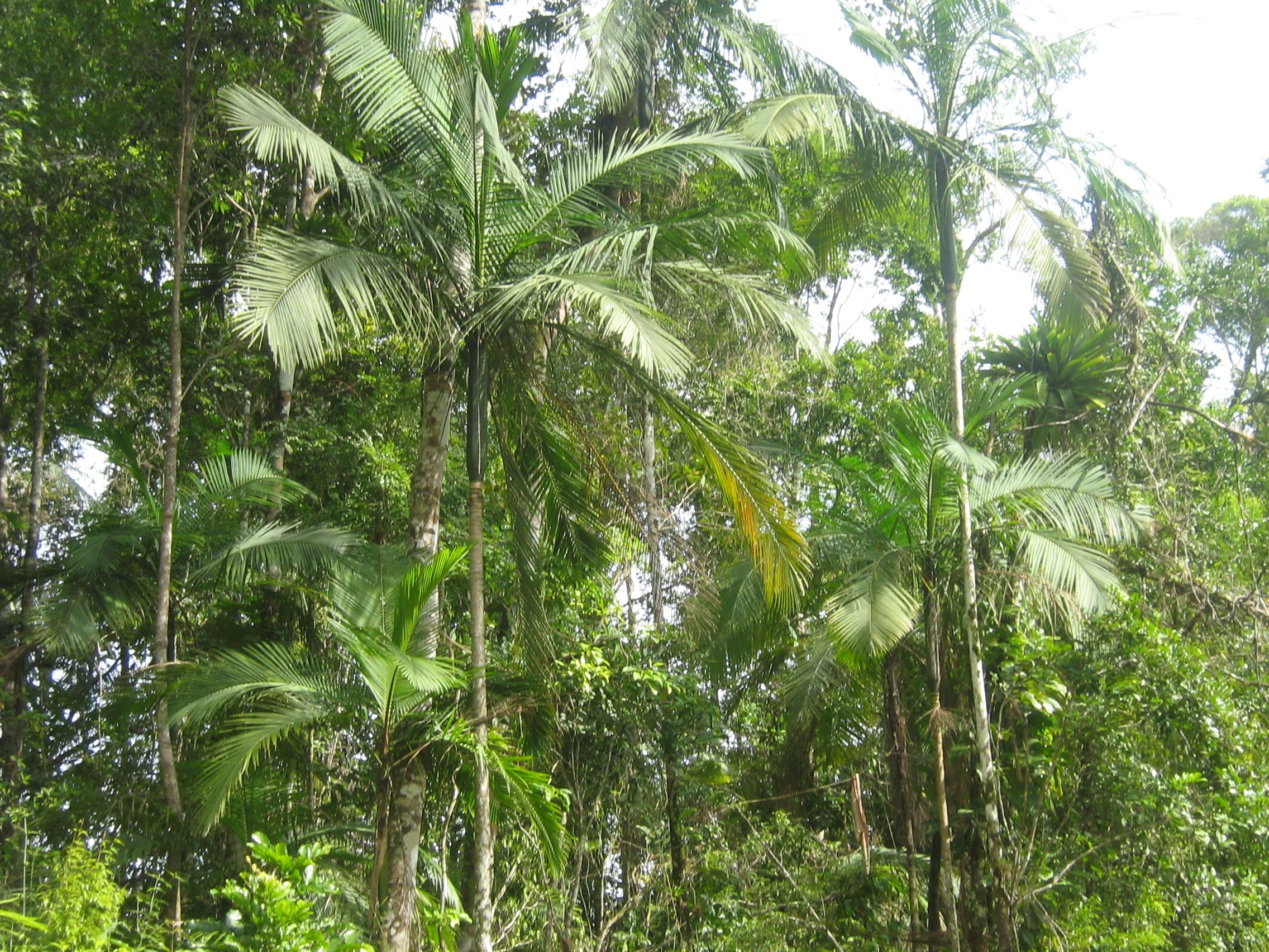 La mitad de las especies de árboles en el Amazonas corre peligro, según estudio