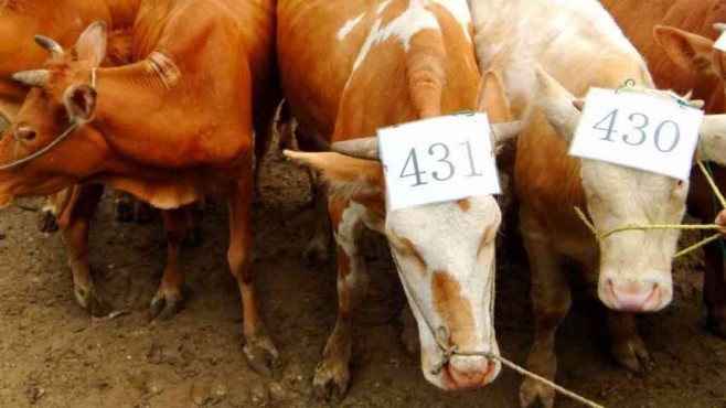 Una 'fábrica' china de clones promete vacas, caballos y hasta bebés a la carta