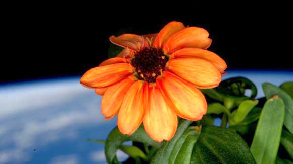 La flor Zinnia en la Estación Espacial Internacional