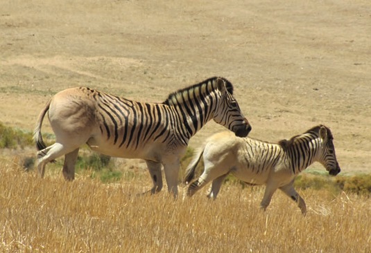 Ejemplares de la cuarta generación del proyecto Quagga