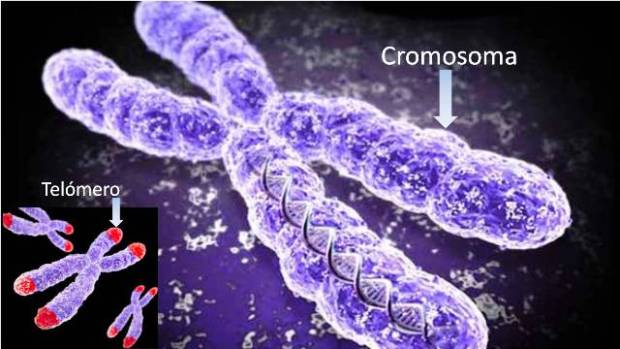 Los telómeros, en el extremo del cromosoma