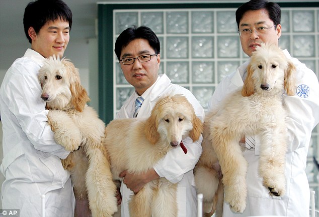 Científicos chinos con perros clonados