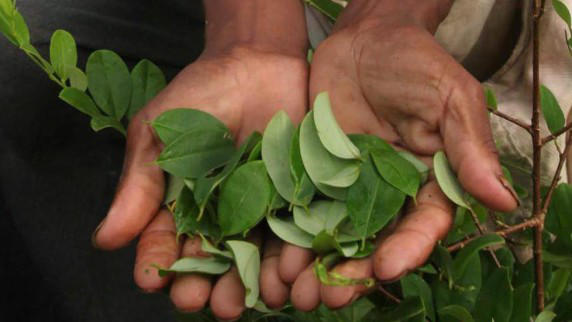 Hoja de coca