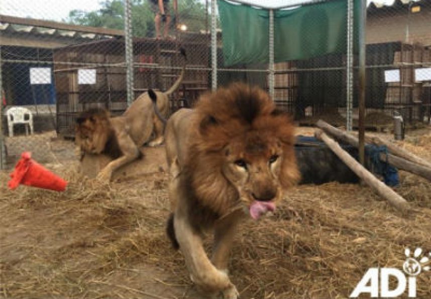 Tras látigo y encierro, 33 leones emprenden viaje a Sudáfrica, su reino