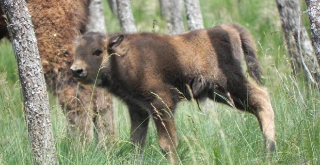 Un bisonte Un bisonte