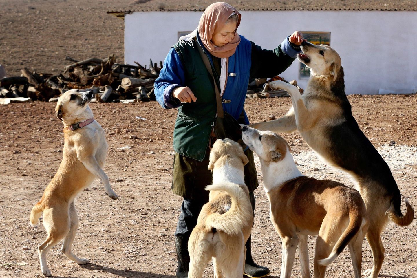 Irán contra los perros, símbolo de la "vulgar cultura occidental" Irán contra los perros, símbolo de la "vulgar cultura occidental"