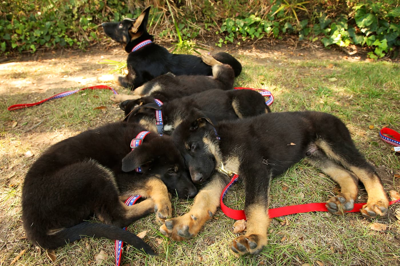 Perros clonados en Sooam