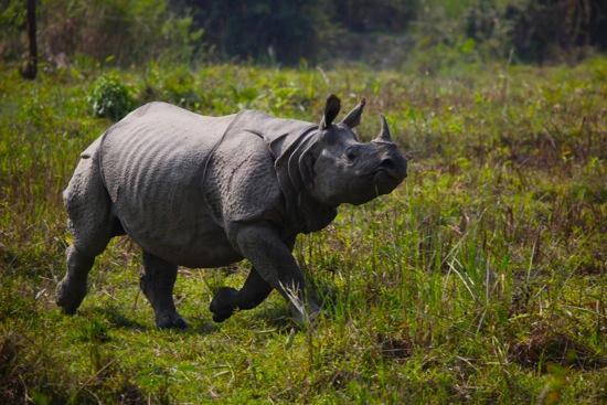 Un rinoceronte unicornio en el parque de Kaziranga