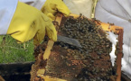 Las abejas de Isla de Pascua, únicas en el mundo