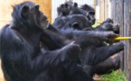 Los chimpancés prefieren cooperar a competir