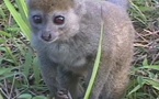 El paraíso de los lémures en Madagascar