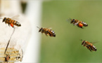 Billones de insectos migran en vuelo de gran altura cada año