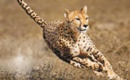 El guepardo corre directo hacia su extinción