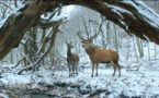 Filme húngaro gana el Oso de Oro de la Berlinale