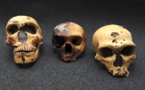 Neandertal "español" usaba hierbas para el dolor de muelas, según estudio