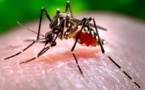 El Institut Pasteur se sumerge en el universo del mosquito para combatir enfermedades